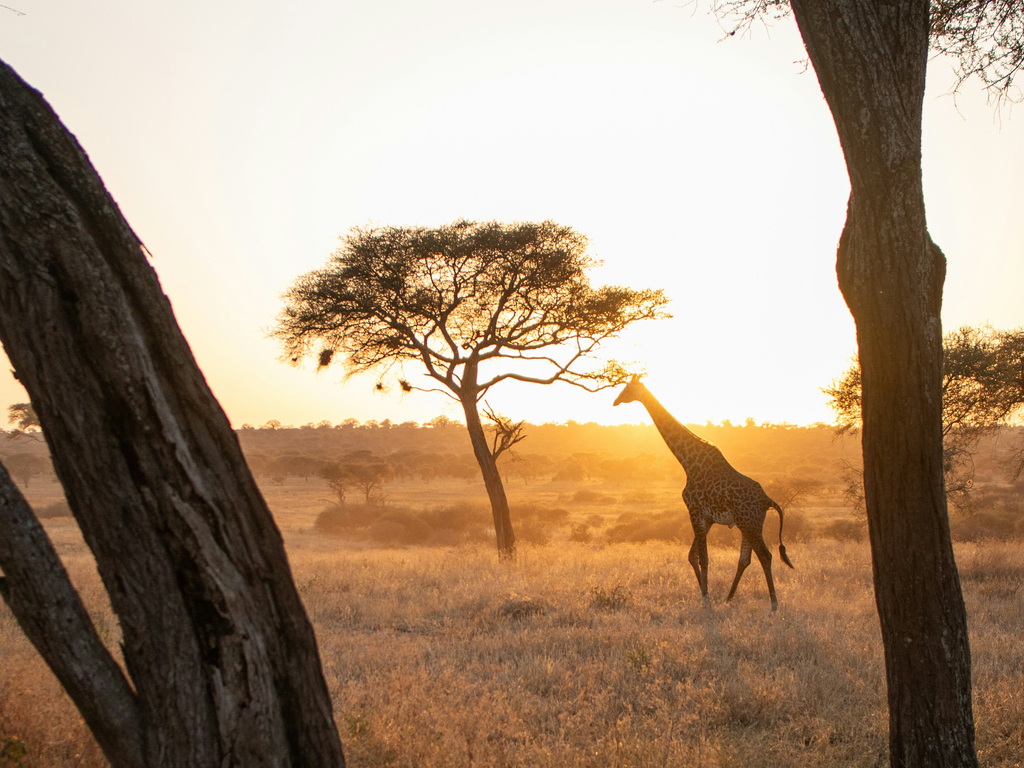 Classic Tanzania Safari